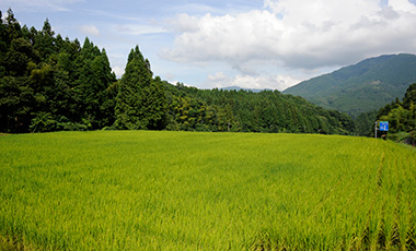 お米づくりの風景